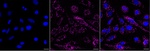 COX5B Antibody in Immunocytochemistry (ICC/IF)