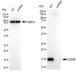 COX5B Antibody in Western Blot (WB)