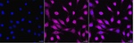 COX1 Recombinant Rabbit Monoclonal Antibody (25GB1610)