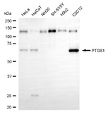 COX1 Antibody in Western Blot (WB)