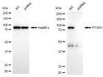 COX1 Antibody in Western Blot (WB)