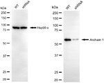 COPD Antibody in Western Blot (WB)