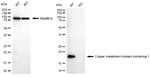 COMMD1 Antibody in Western Blot (WB)