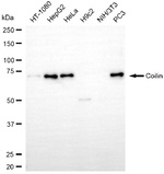 Coilin Antibody in Western Blot (WB)