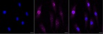 CNDP2 Monoclonal Antibody (24GB7930)