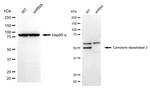 CNDP2 Antibody in Western Blot (WB)
