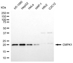 CMPK1 Antibody in Western Blot (WB)