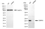 CMPK1 Antibody in Western Blot (WB)