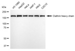 Clathrin Heavy Chain Antibody in Western Blot (WB)