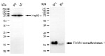 CISD2 Antibody in Western Blot (WB)