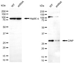 CINP Antibody in Western Blot (WB)