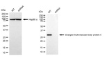 CHMP5 Antibody in Western Blot (WB)