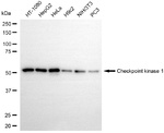 Chk1 Antibody in Western Blot (WB)