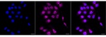 Chk1 Recombinant Rabbit Monoclonal Antibody (25GB2890)