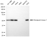Chk1 Antibody in Western Blot (WB)
