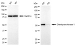Chk1 Antibody in Western Blot (WB)