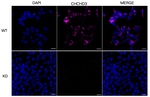 CHCHD3 Monoclonal Antibody (24GB6565)