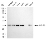 CHCHD3 Antibody in Western Blot (WB)