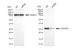 CHCHD3 Antibody in Western Blot (WB)