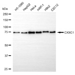 CGBP Antibody in Western Blot (WB)