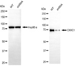 CGBP Antibody in Western Blot (WB)