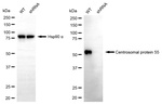 CEP55 Antibody in Western Blot (WB)