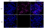 CENPA Recombinant Rabbit Monoclonal Antibody (25GB95)