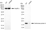 CENPA Antibody in Western Blot (WB)