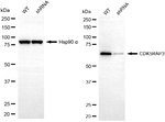 CDK5RAP3 Antibody in Western Blot (WB)
