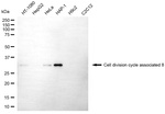 CDCA8 Antibody in Western Blot (WB)
