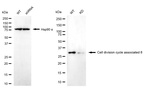 CDCA8 Antibody in Western Blot (WB)