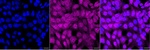 CDC34 Recombinant Rabbit Monoclonal Antibody (25GB3490)