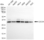 CDC34 Antibody in Western Blot (WB)
