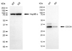 CDC34 Antibody in Western Blot (WB)