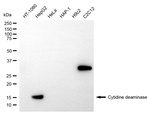 CDA Antibody in Western Blot (WB)