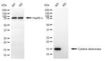 CDA Antibody in Western Blot (WB)