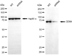 FCAR Antibody in Western Blot (WB)
