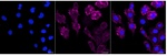 ITGA2 Antibody in Immunocytochemistry (ICC/IF)