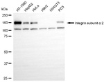 ITGA2 Antibody in Western Blot (WB)
