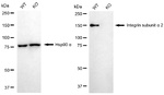 ITGA2 Antibody in Western Blot (WB)