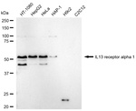 IL13RA1 Antibody in Western Blot (WB)