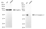 IL13RA1 Antibody in Western Blot (WB)