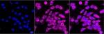 CD206 Antibody in Immunocytochemistry (ICC/IF)