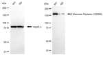 CD206 Antibody in Western Blot (WB)