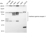 IFNGR1 Antibody in Western Blot (WB)