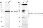 IFNGR1 Antibody in Western Blot (WB)