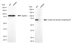 CCDC93 Antibody in Western Blot (WB)