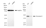 CBX8 Antibody in Western Blot (WB)