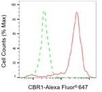 CBR1 Antibody in Flow Cytometry (Flow)