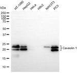 Caveolin 1 Recombinant Rabbit Monoclonal Antibody (25GB455)